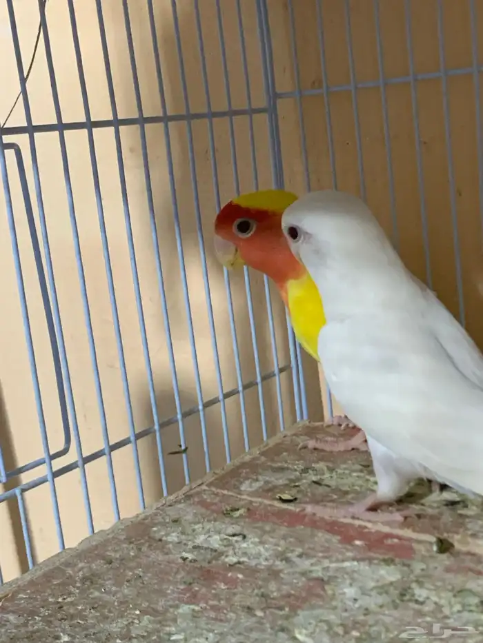 زوج روز منتج شرط 3