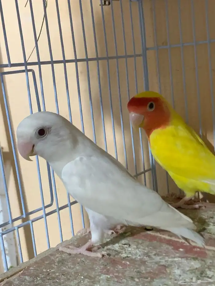 زوج روز منتج شرط 2
