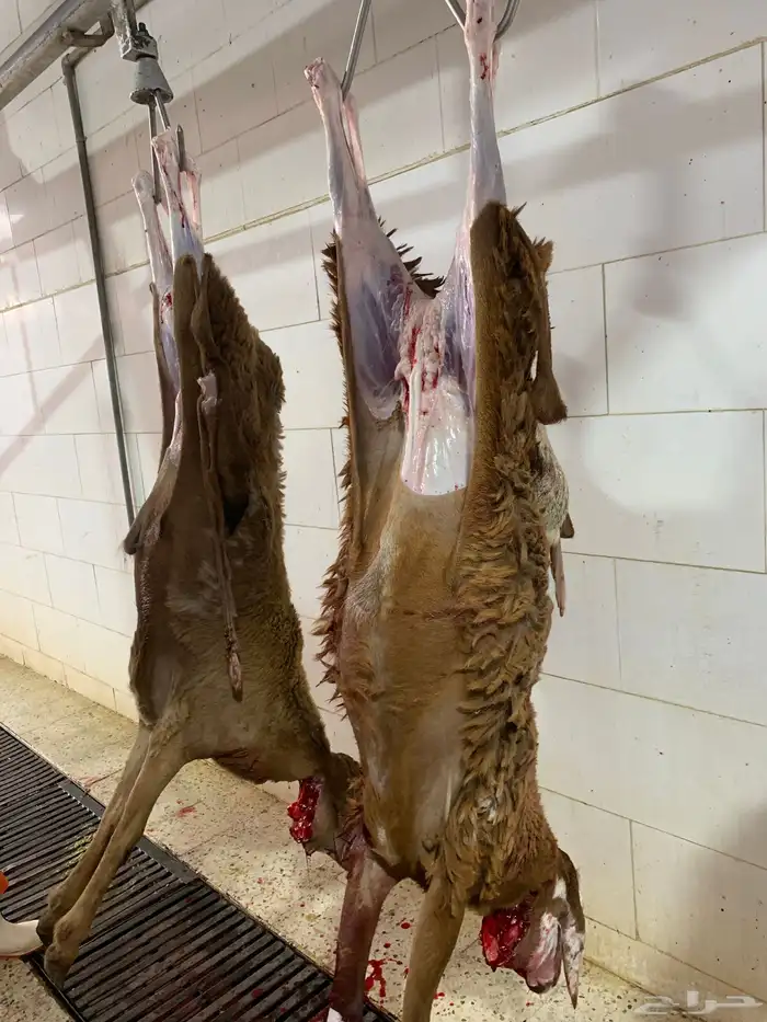 ذبايح لبيتك 14