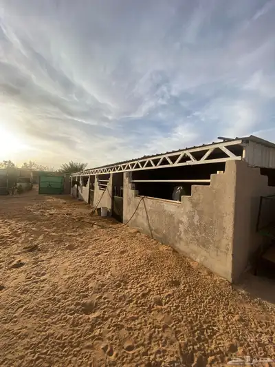 إيواء خيل 1