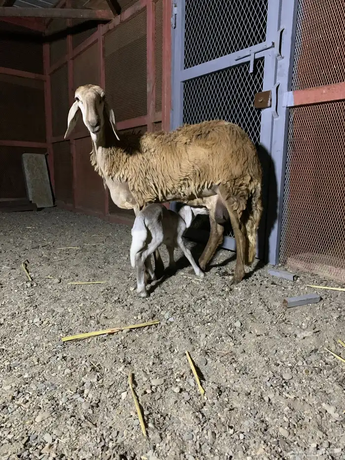 نعجه سواكن سواكني جذعه على انثى التواصل واتساب 3