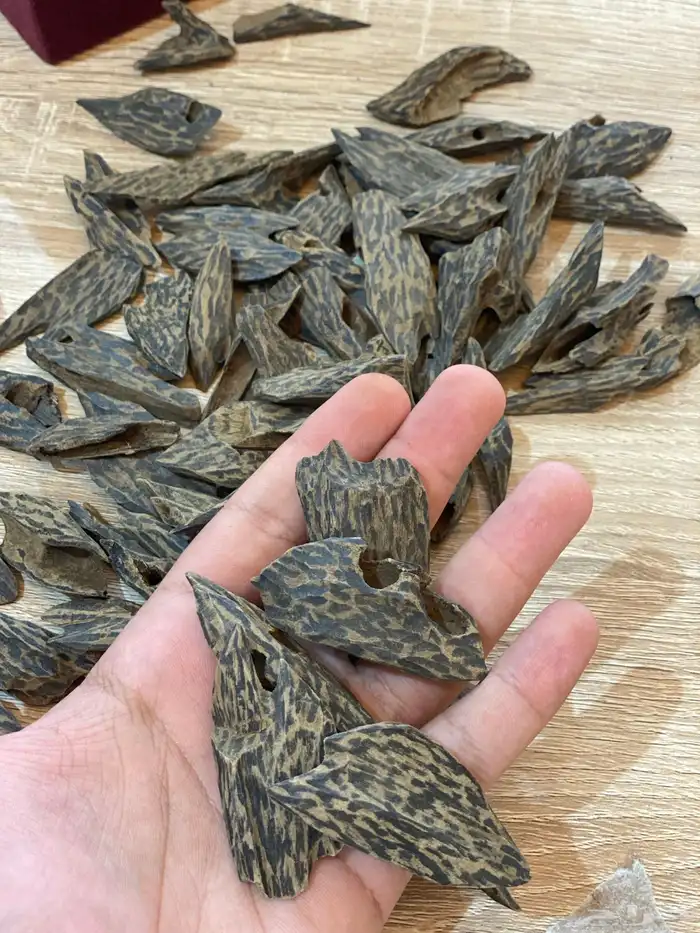عود كمبودي مستزرع 0