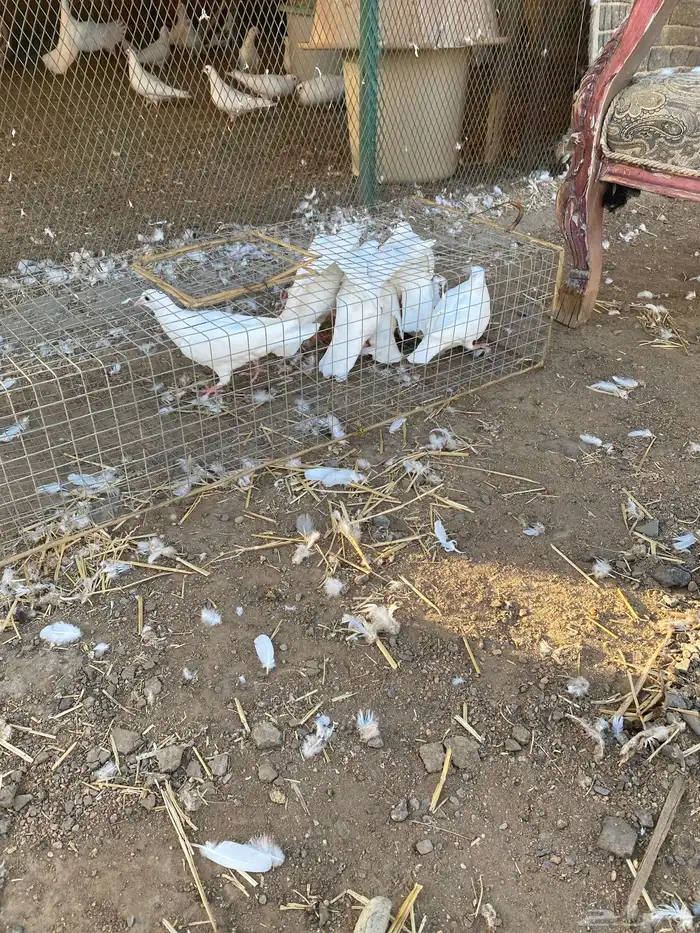 حمام فرنسي 2