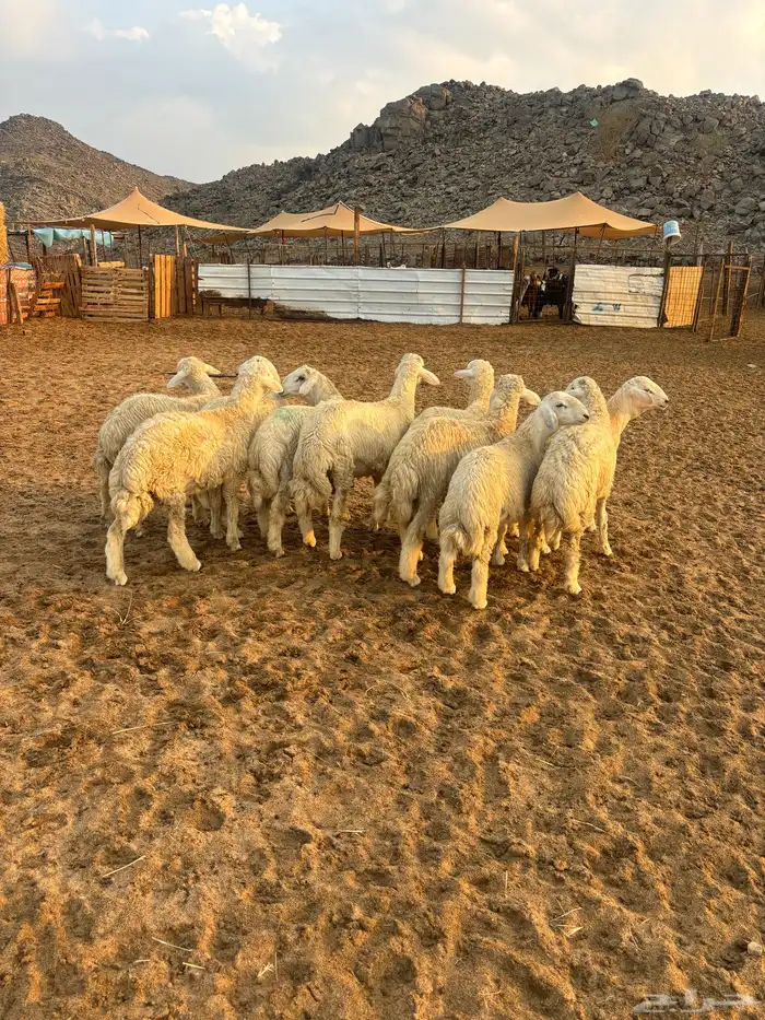 الشميسي طريق الخواجات 1