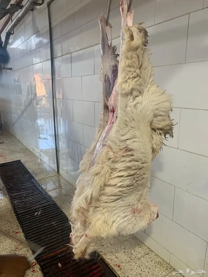 ذبايح لبيتك 21