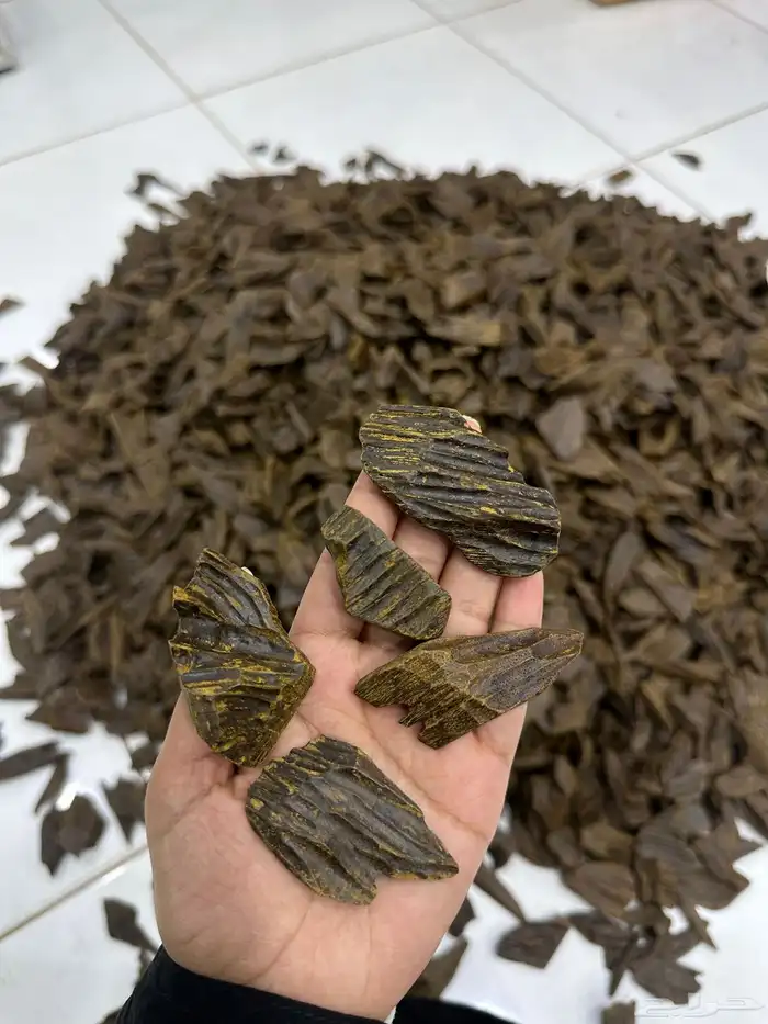 عود فيتنامي 3