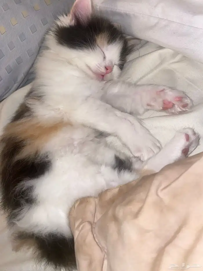 قطه صغيره لطيفه 300 شيرازي 0