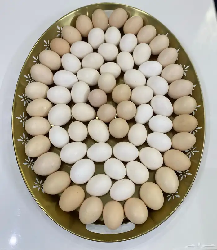 بيض بلدي 0