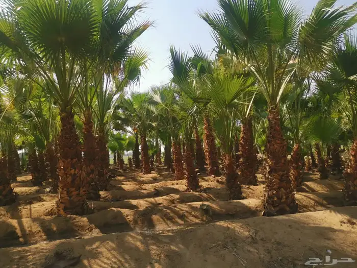 للبيع نجيله خضراء وجميع أنواع النباتات الطبيعية 5