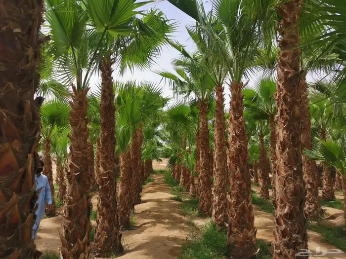 للبيع نجيله خضراء وجميع أنواع النباتات الطبيعية 6