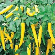الفلفل الاصفر الحار (G ero Chiles) 2