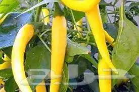 الفلفل الاصفر الحار (G ero Chiles) 3