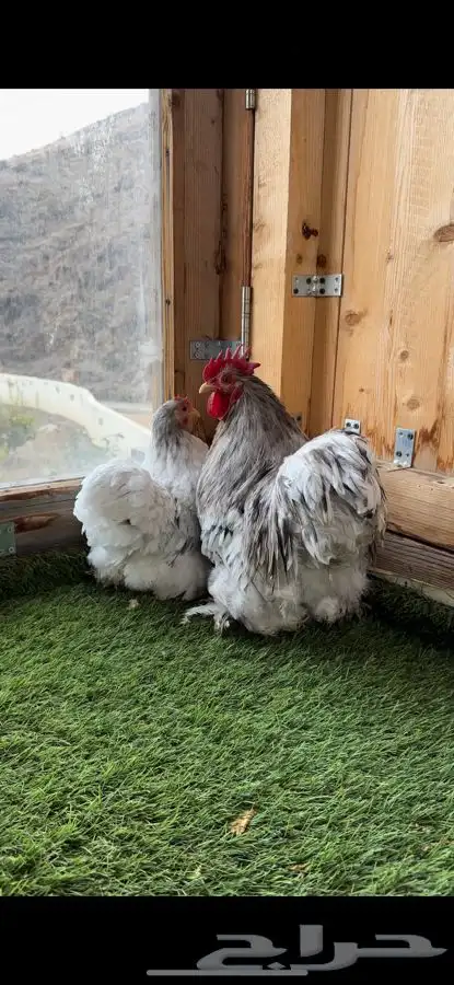 زوج كوشن فواخر 3