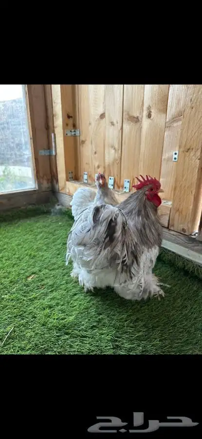 زوج كوشن فواخر 0