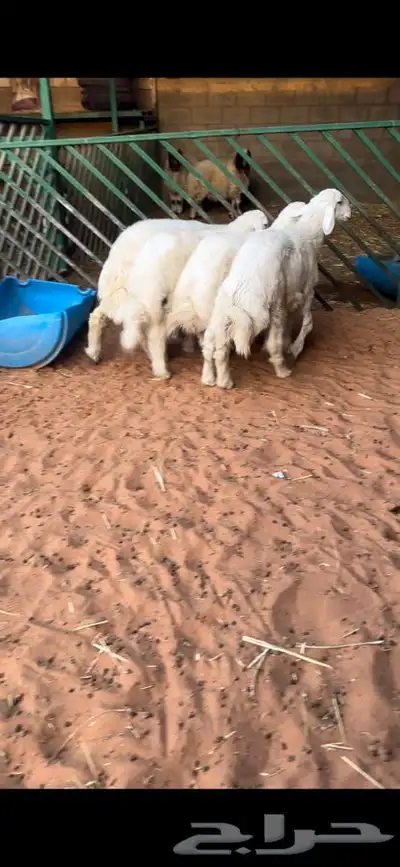 للبيع بهم بري ونضيف تو جاي من البر الموقع سوق الجربوع 0
