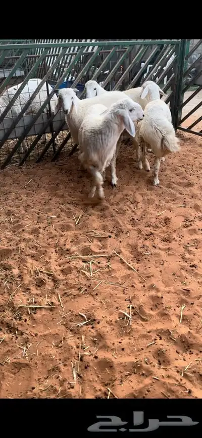 للبيع بهم بري ونضيف تو جاي من البر الموقع سوق الجربوع 2