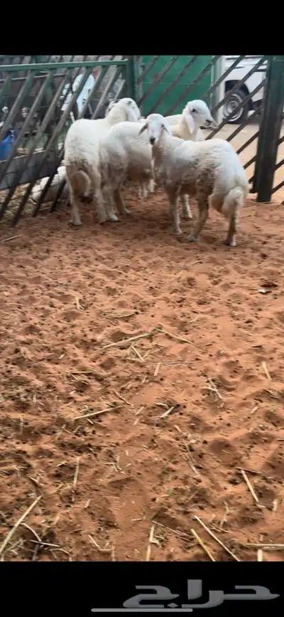 للبيع بهم بري ونضيف تو جاي من البر الموقع سوق الجربوع 3