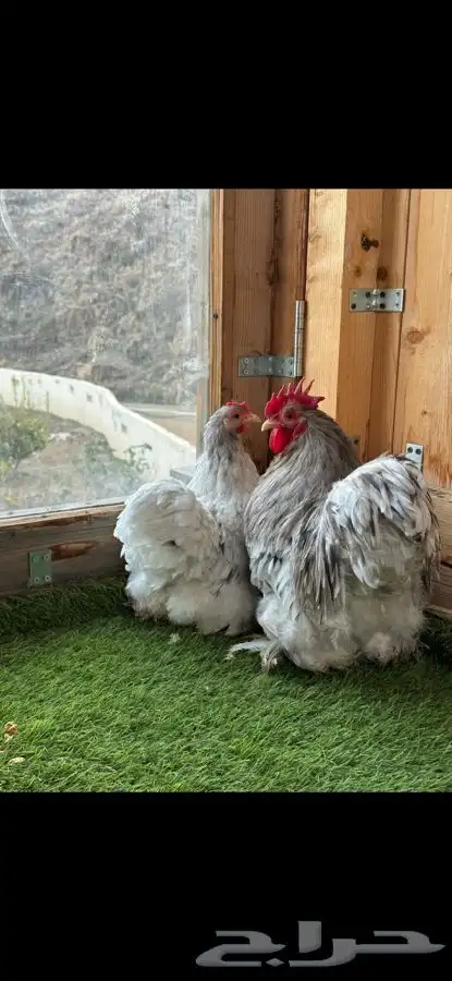 زوج كوشن فواخر 2