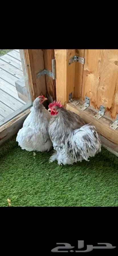 زوج كوشن فواخر 1