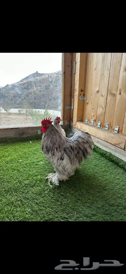 زوج كوشن فواخر 5