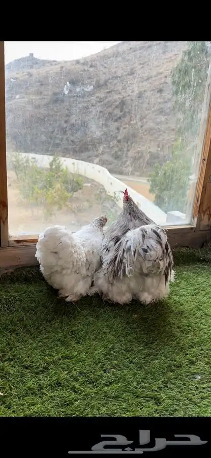 زوج كوشن فواخر 4