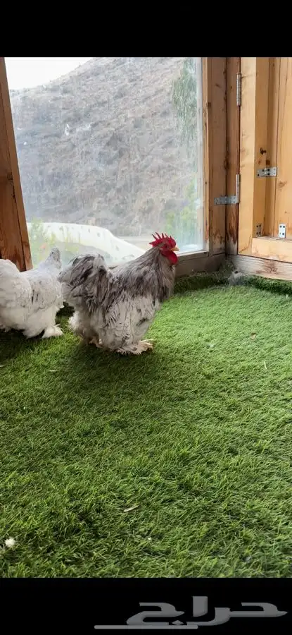 زوج كوشن فواخر 6