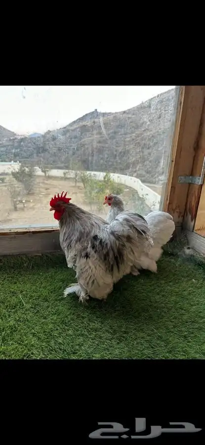 زوج كوشن فواخر 7