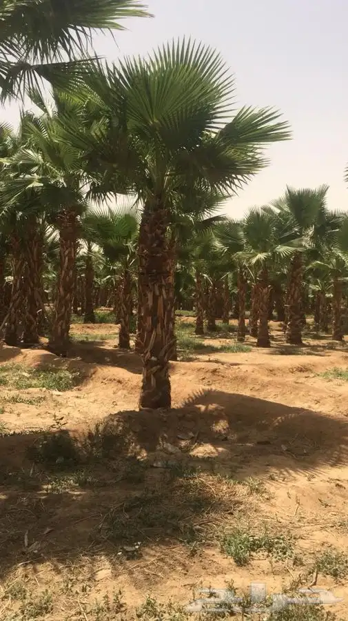 نخل زينه للبيع باسعار مناسبة 26