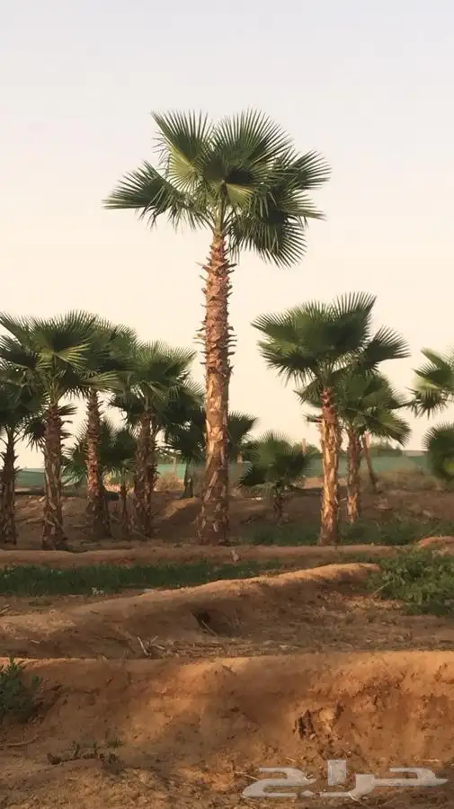 نخل زينه للبيع باسعار مناسبة 28