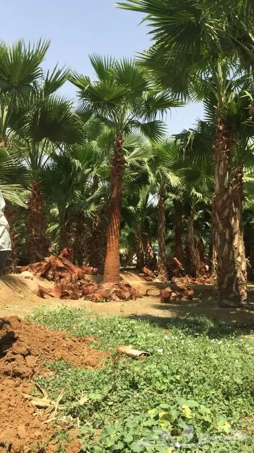 نخل زينه للبيع باسعار مناسبة 12