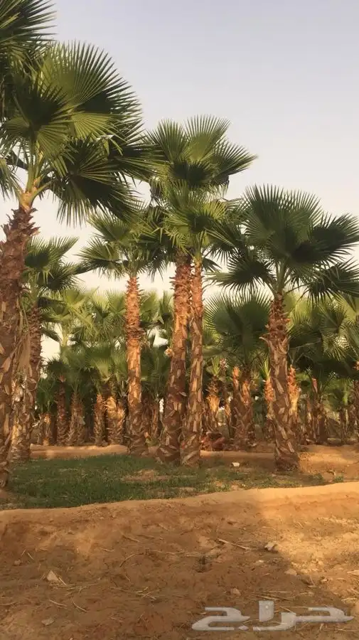 نخل زينه للبيع باسعار مناسبة 27