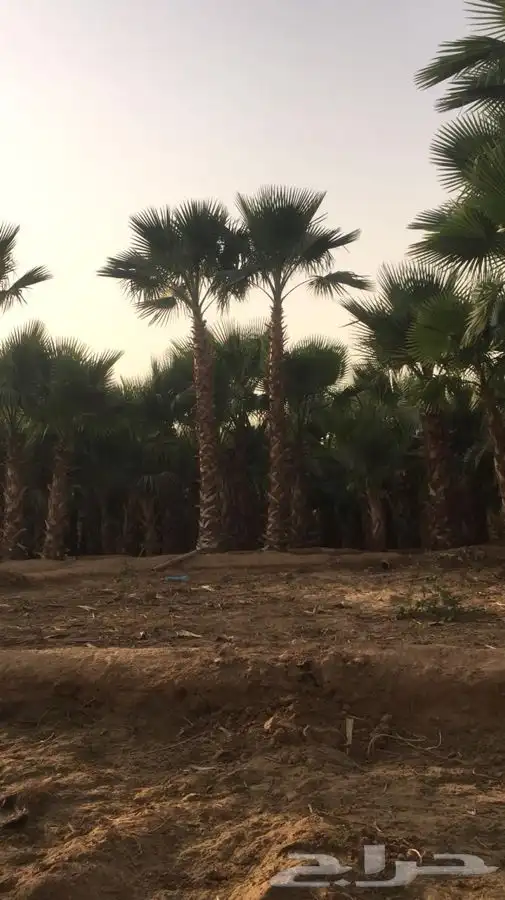 نخل زينه للبيع باسعار مناسبة 29