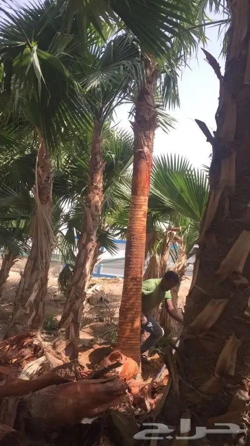 نخل زينه للبيع باسعار مناسبة 15