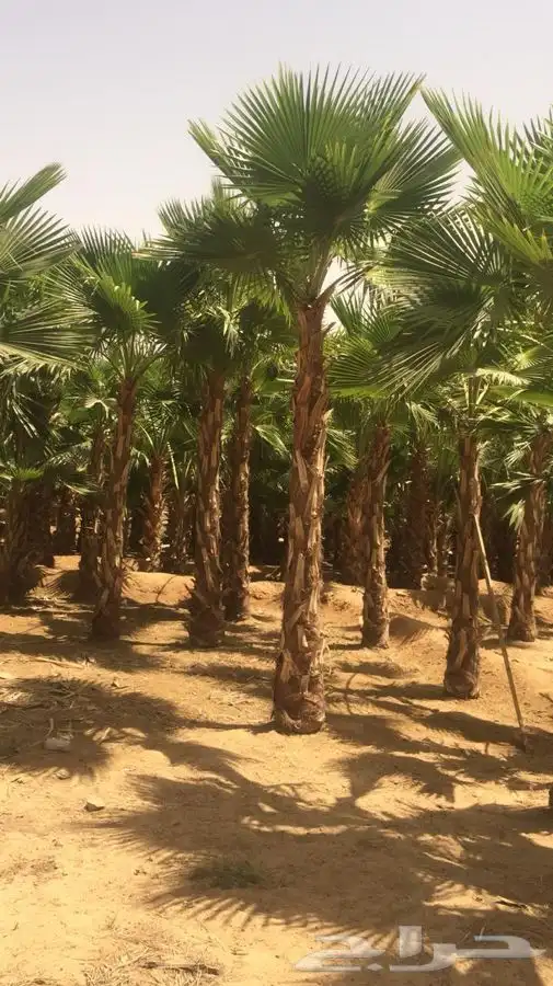 نخل زينه للبيع باسعار مناسبة 25