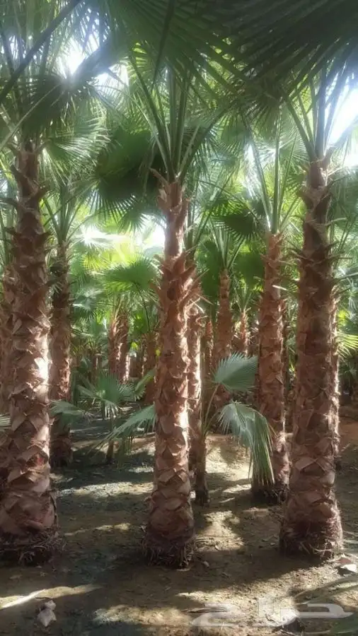 نخل زينه للبيع باسعار مناسبة 7