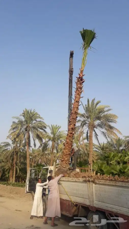 نخل زينه للبيع باسعار مناسبة 9