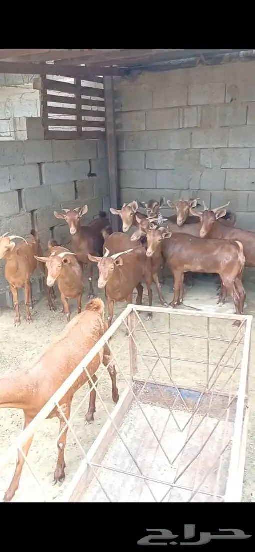 عنقان دهم صنف.( تم البيع ). 0