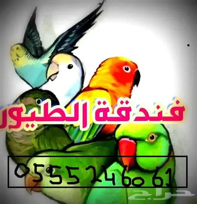 فندقة قطط وطيور وقت اجازتكم 6061 24 0555 حي المصيف 1