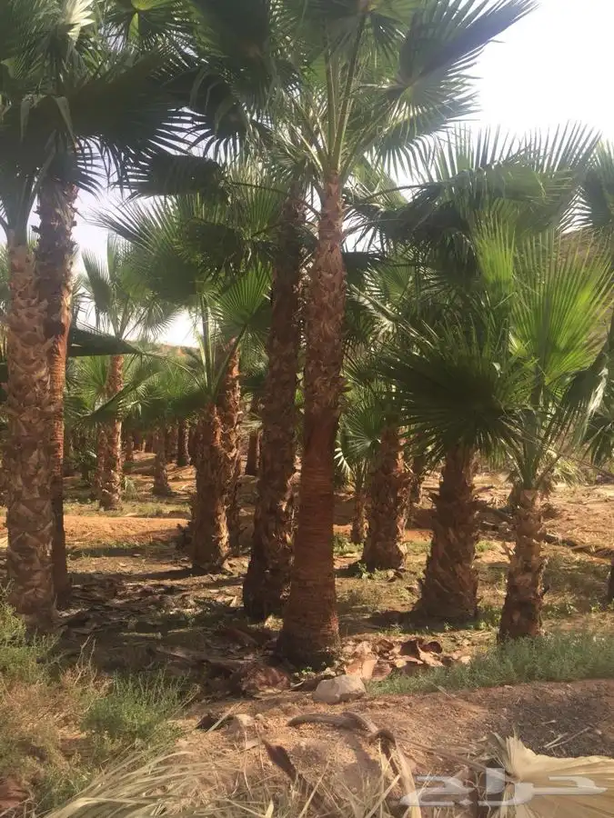 نخل زينه للبيع باسعار مناسبة 24