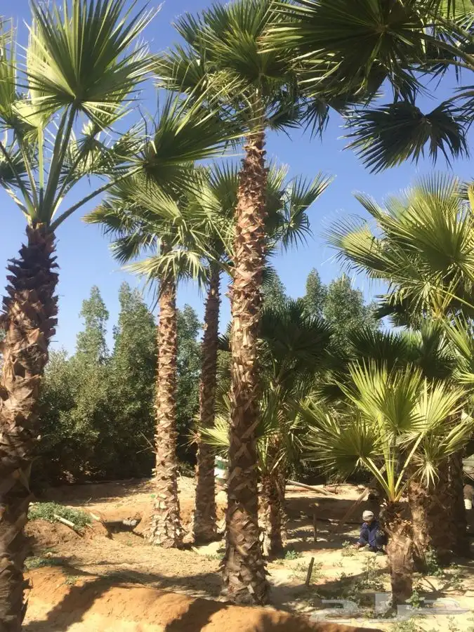 نخل زينه للبيع باسعار مناسبة 4