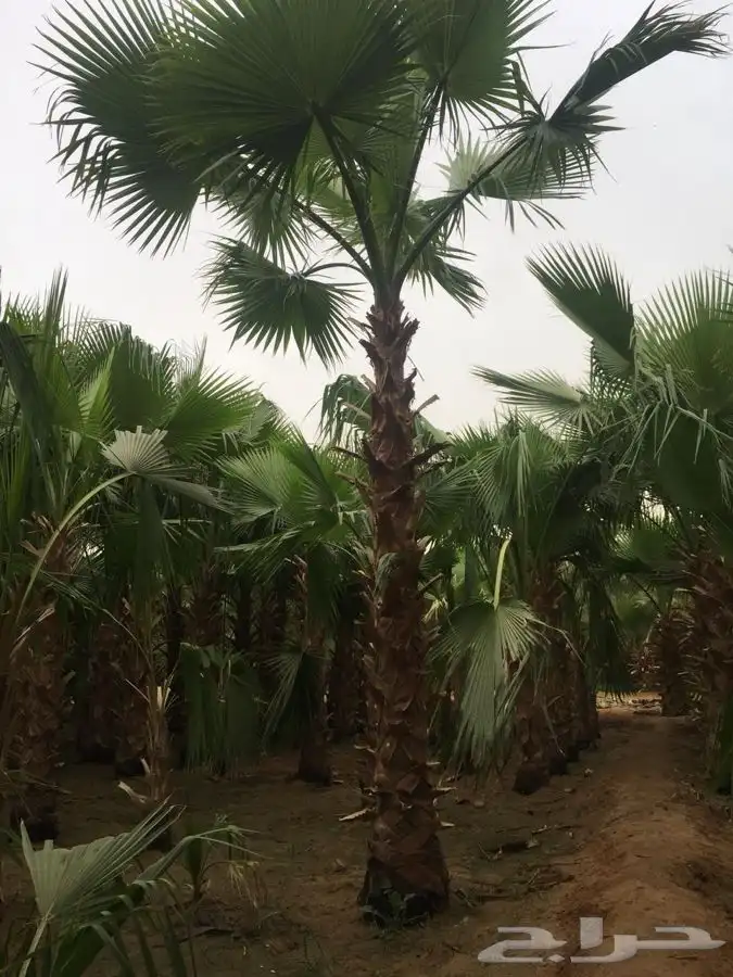 نخل زينه للبيع باسعار مناسبة 3