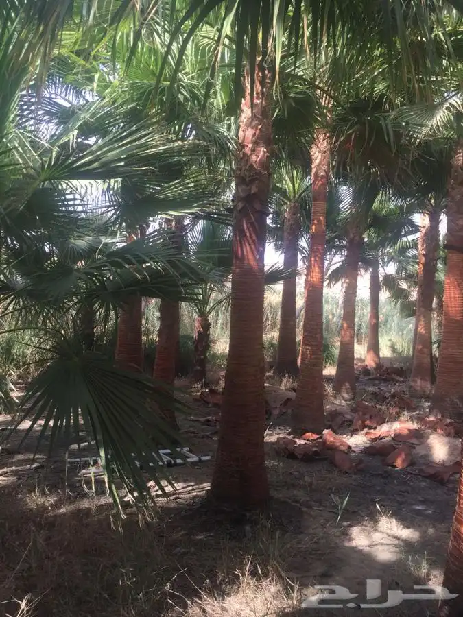 نخل زينه للبيع باسعار مناسبة 22