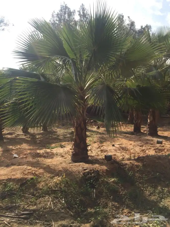 نخل زينه للبيع باسعار مناسبة 16