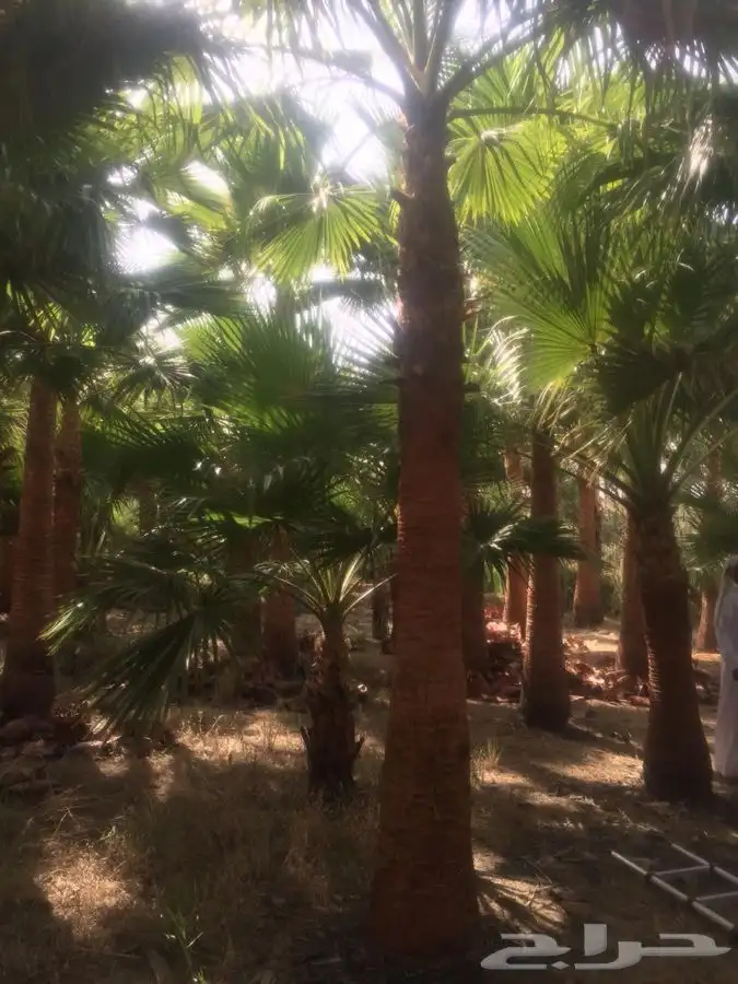 نخل زينه للبيع باسعار مناسبة 21