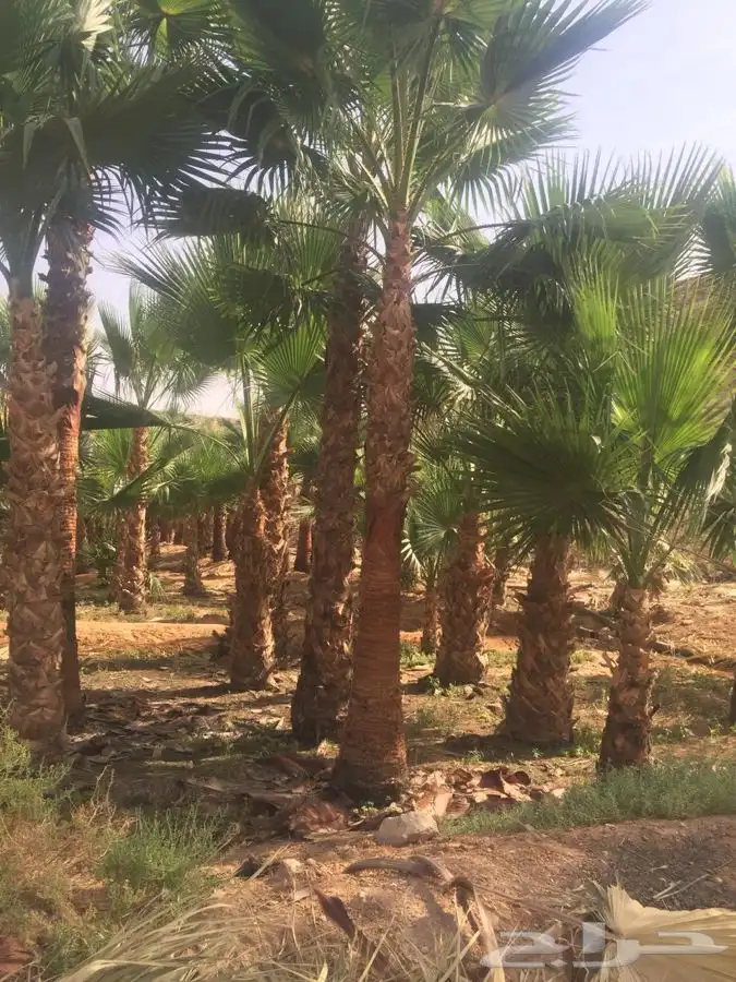 نخل زينه للبيع باسعار مناسبة 23