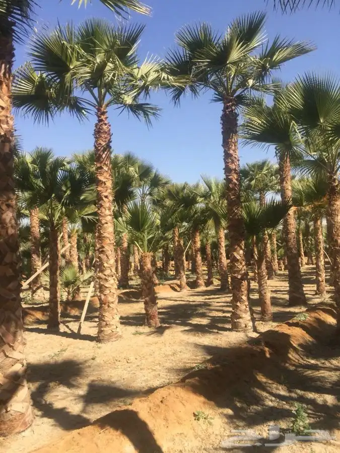 نخل زينه للبيع باسعار مناسبة 1