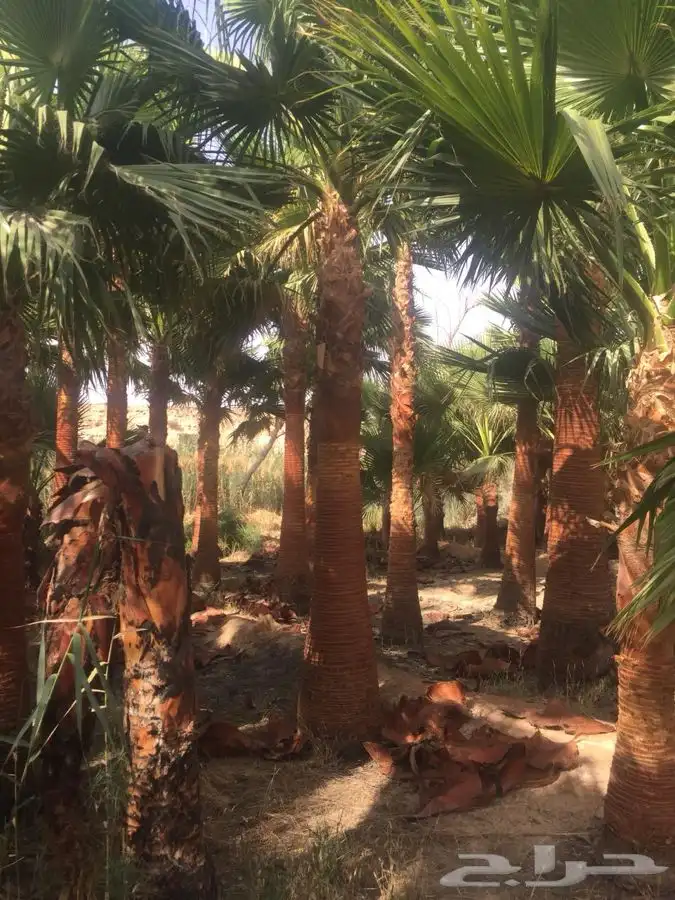 نخل زينه للبيع باسعار مناسبة 19