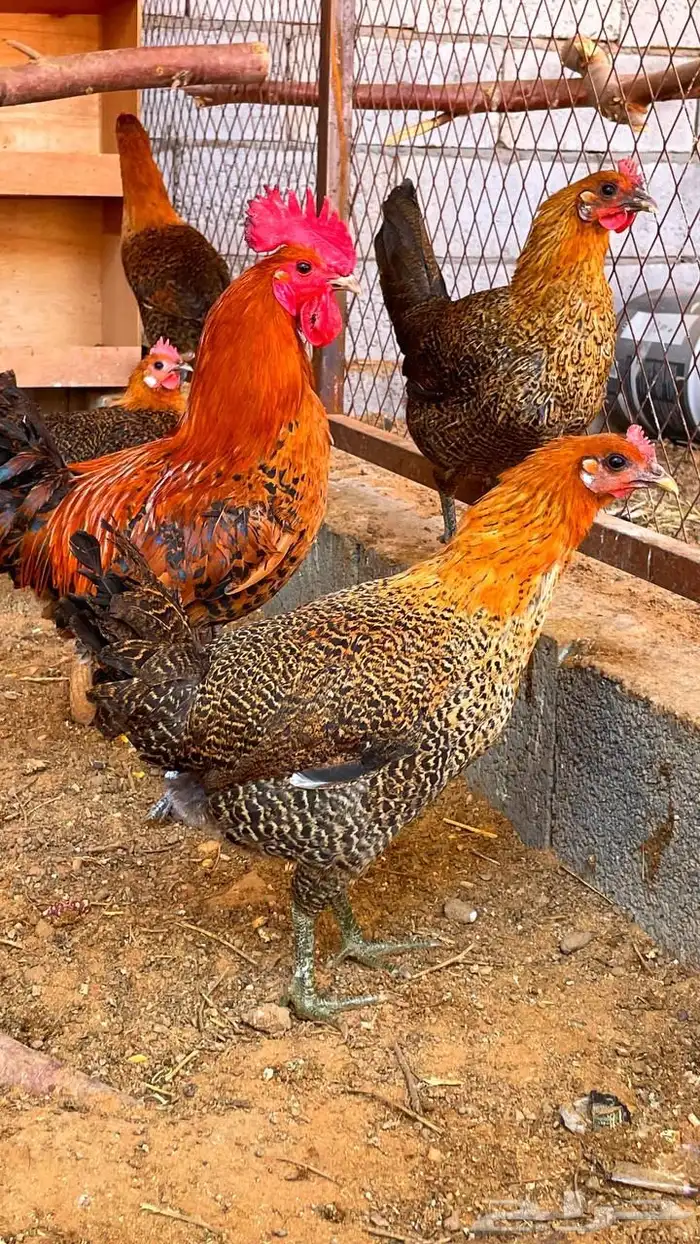 بيض فيومي 5