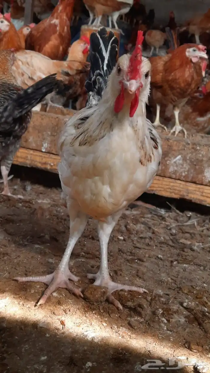 ديكة للبيع 10