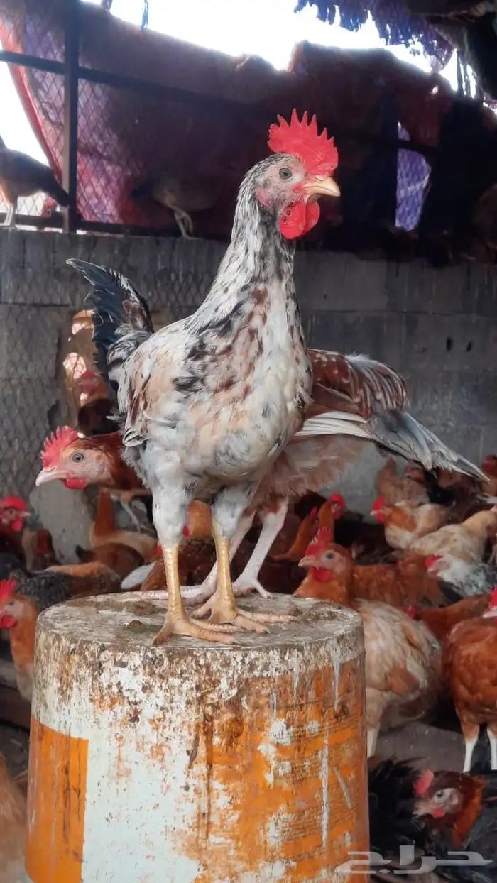 ديكة للبيع 3